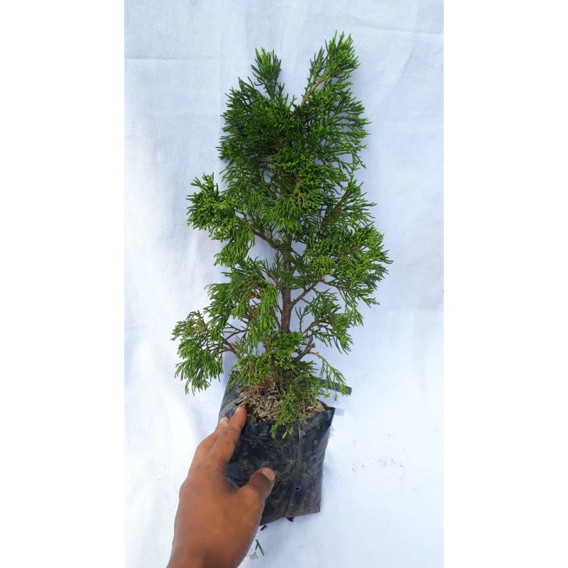 Bahan Bonsai Cemara Sinensis / Juniperus Sinensis / Cemara China