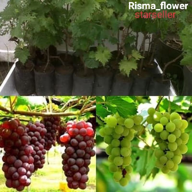 POHON BUAH ANGGUR / TANAMAN BUAH ANGGUR