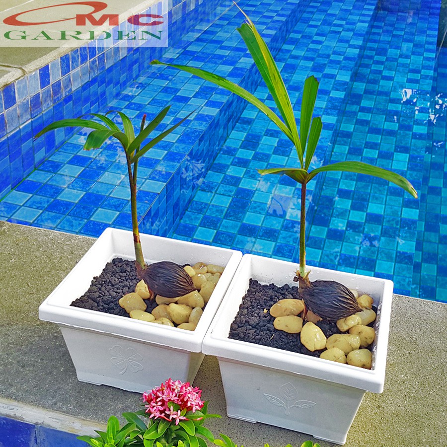 Tanaman Hias Pohon Bonsai Palm Palem Bibit