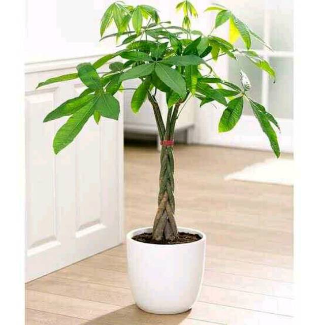 Tanaman hias pacira kepang 9 -moneytree -tanaman hidup -hiasan tanaman -bunga hidup tanaman hias -bu