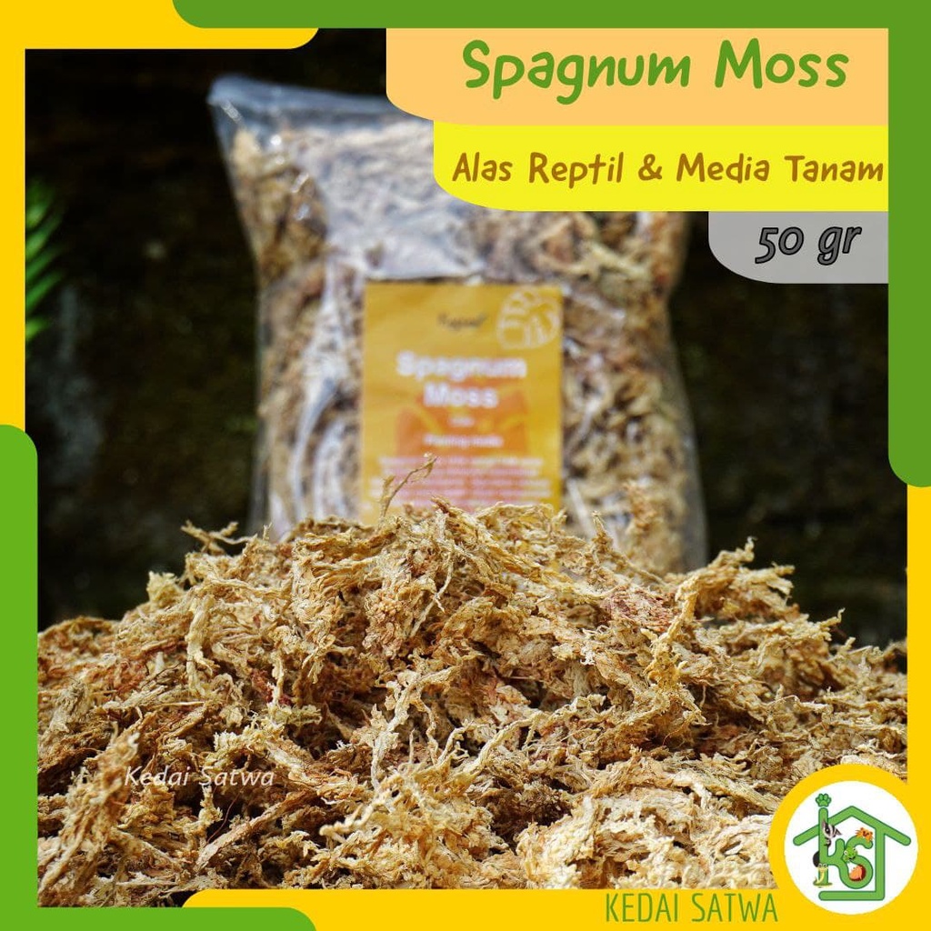 Sphagnum Moss Chile | Lumut Putih Kering Import 50gr | Media Tanam atau Alas Reptil -Kedai Satwa