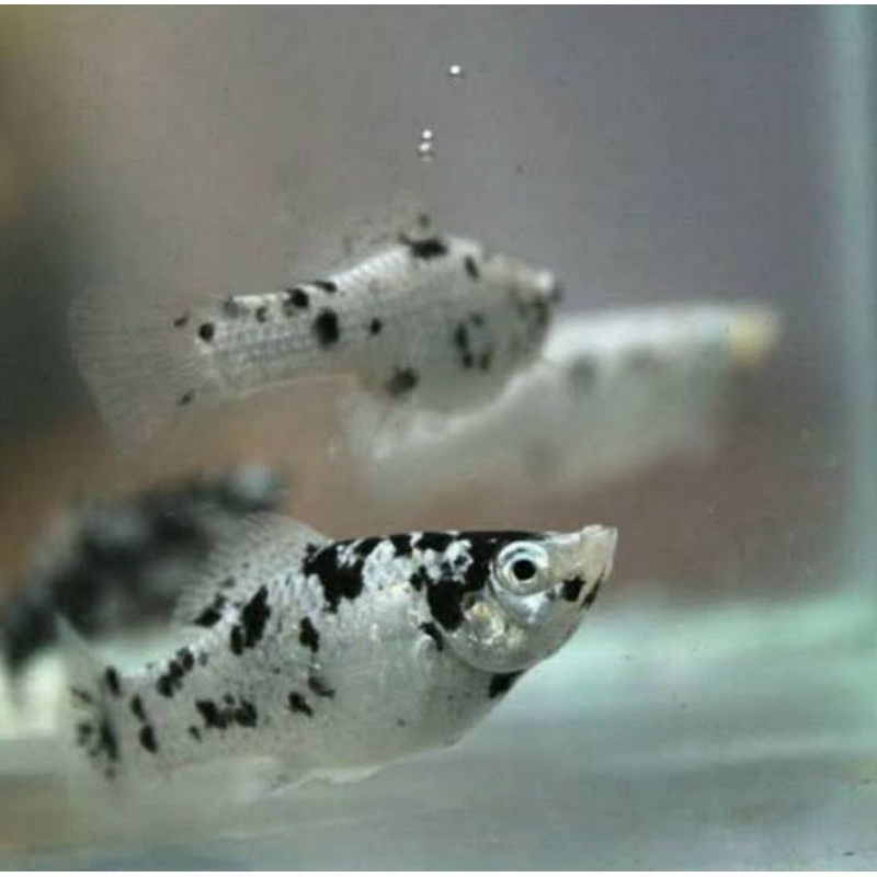 Ikan molly marble balon