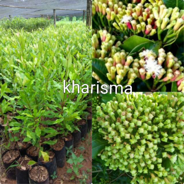 Bibit Cengkeh Zanzibar 10 Btg Sansibar Super Unggul Shopee Indonesia