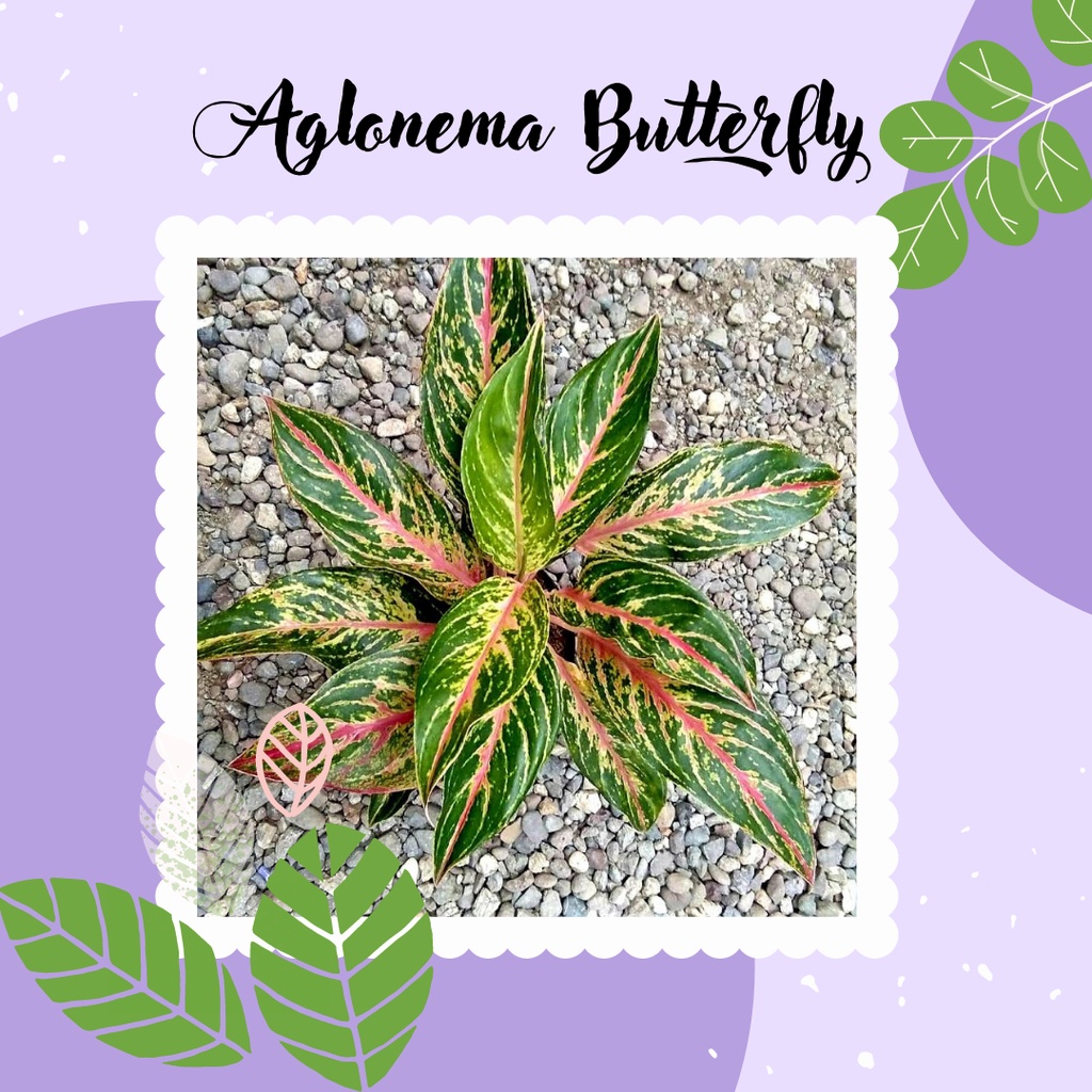 Aglonema Butterfly Tanaman Hias Aglonema Butterfly Aglonema Butterfly