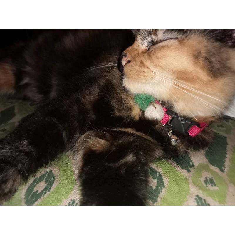 Kalung Kucing Lucu / Kalung Pompom Lucu / Kalung Lonceng FEZONE