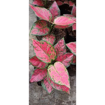 bunga aglonema red anjamani tanian lokal