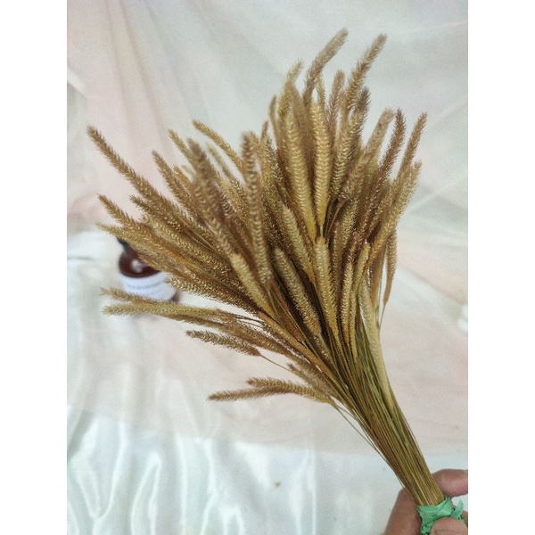 Sataria kecil | Boroco | Langurus | phalaris lokal | baby breath | bunny tail | dried flower | ilala