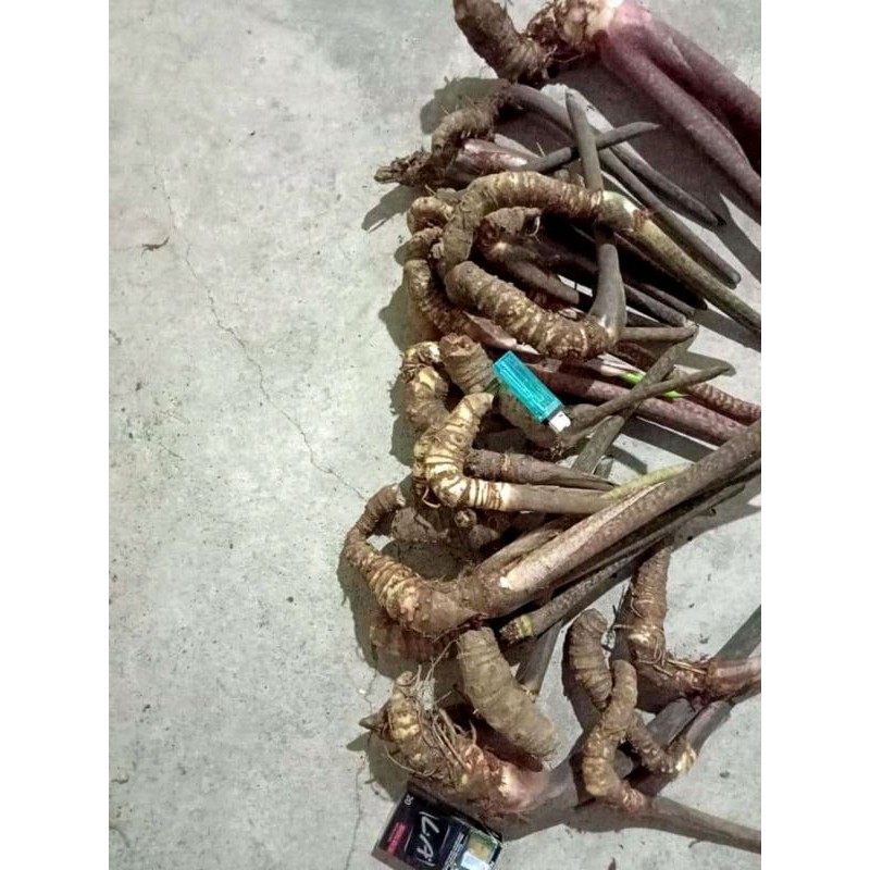 Bonggol alocasia jacklyn size sedang