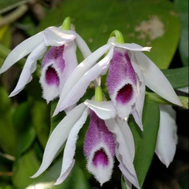 Anggrek Anosmum Huttonii/ Hutoni Remaja