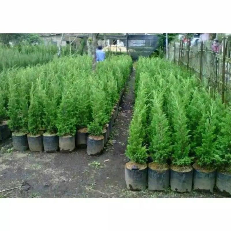 Grosir Bibit Pohon Cemara Lilin Tanaman Natal