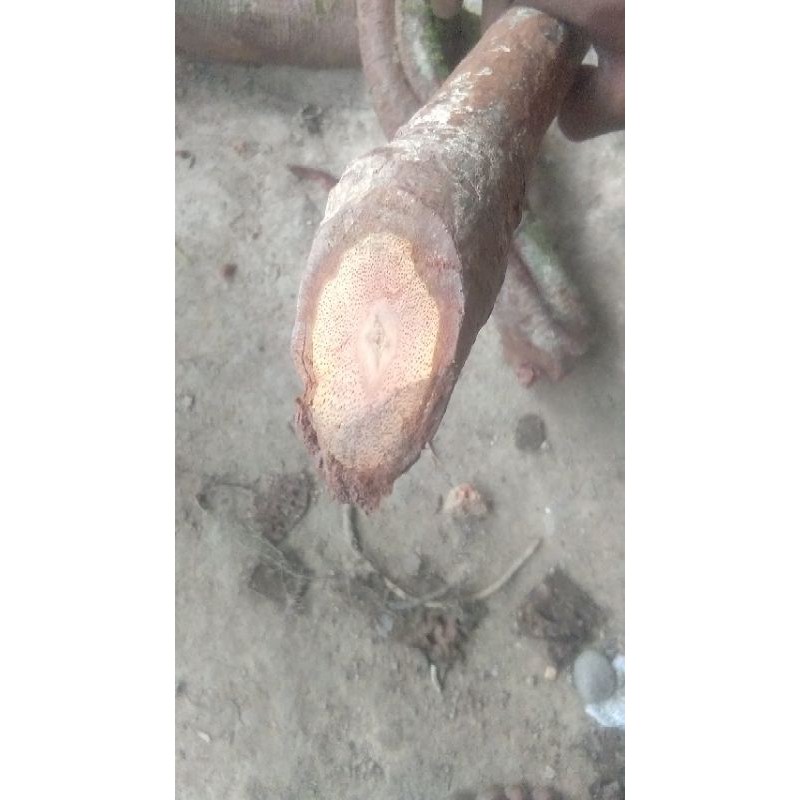 

BAJAKAH KALAWIT MERAH 1Kg(ORIGINAL 100%)