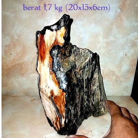 batu fosil kayu galih kelor (624)