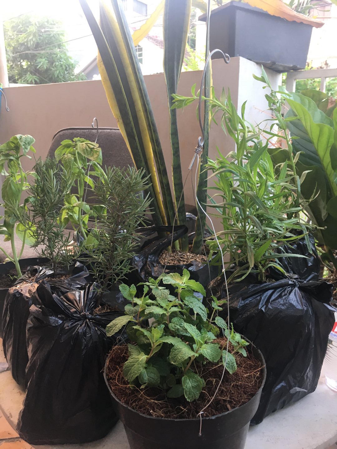 Tanaman Oregano/bumbu Masakan/rempah