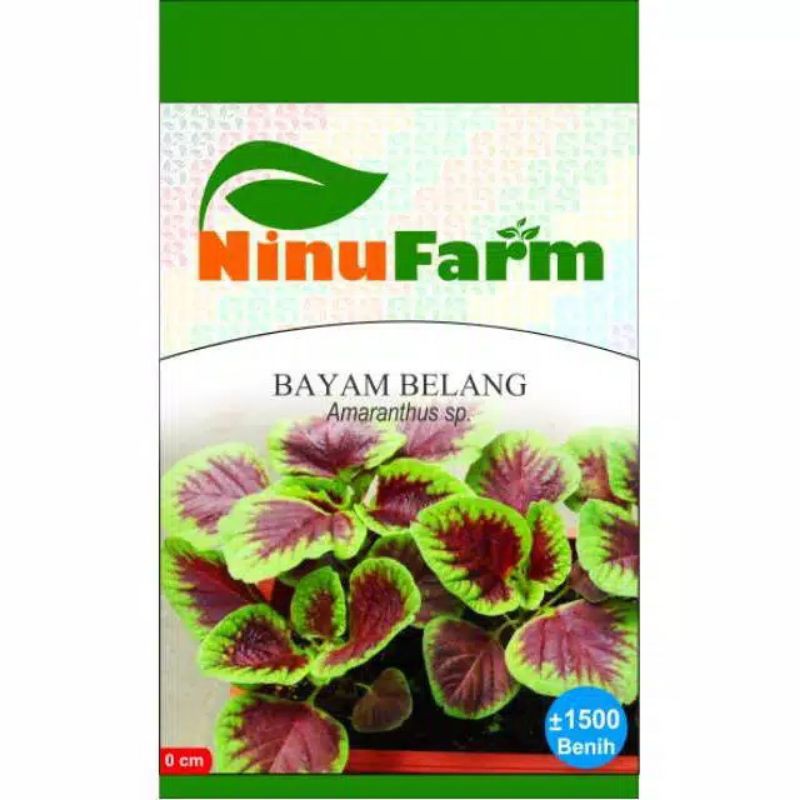 Benih BAYAM BELANG/ BAYAM MERAH HIJAU