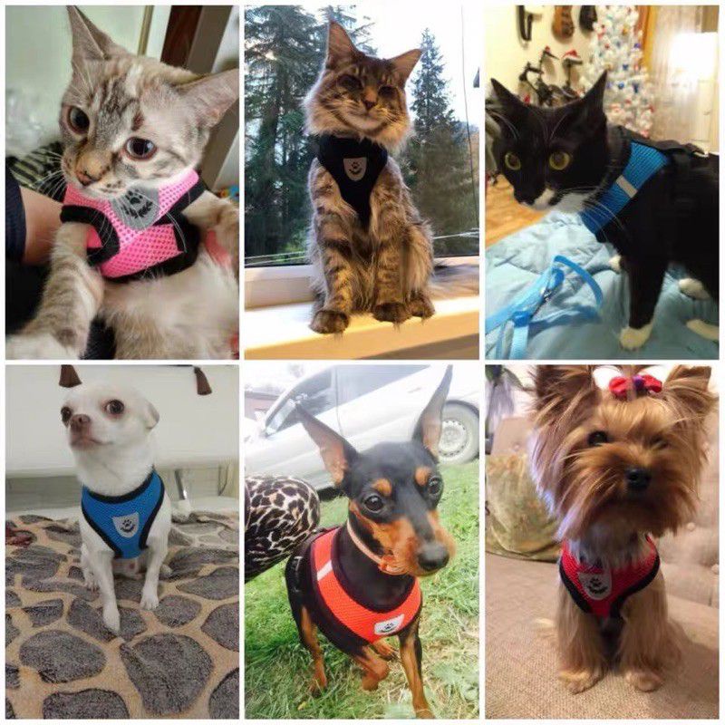 ROMPI HARNESS + TALI TUNTUN CAT DOG LEASH