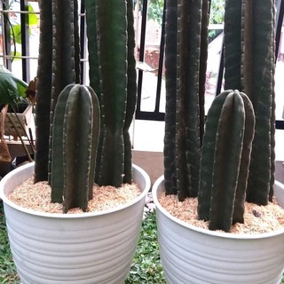  Kaktus Koboi  Set isi 3 paling tinggi 40 50cm plus Pot 