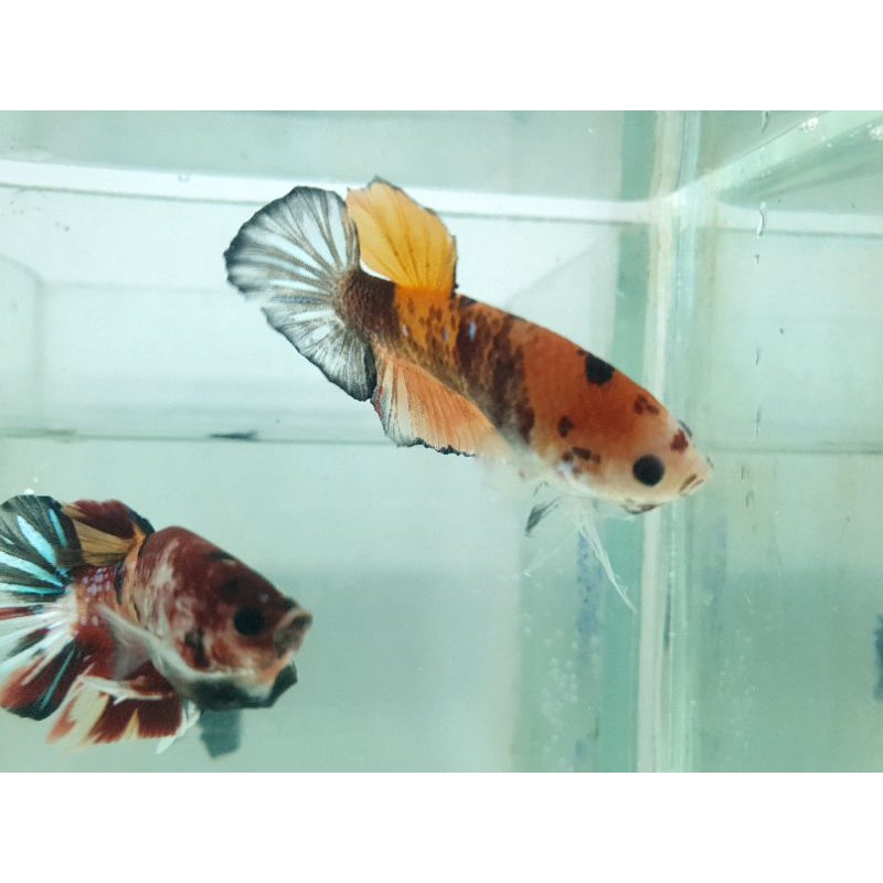 

cupang nemo multi colour