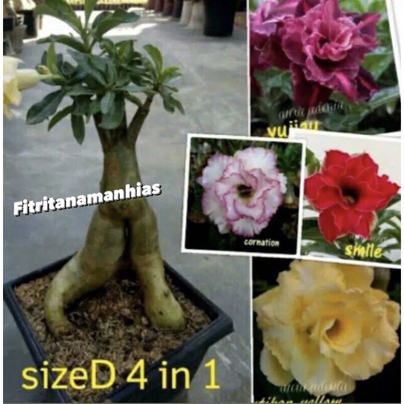 bibit tanaman hias adenium bunga tumpuk 4 warna