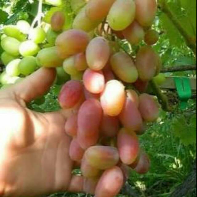 

Anggur Import Transfigurasi