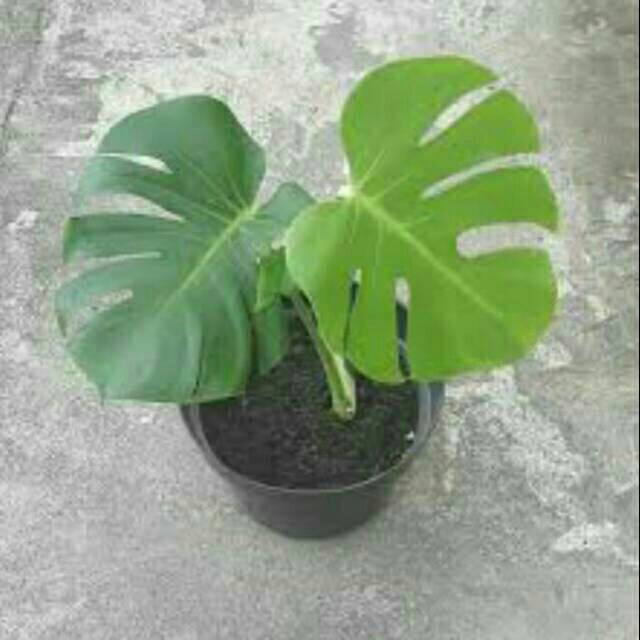 Jual Tanaman Hias Monstera Deliciosa Shopee Indonesia