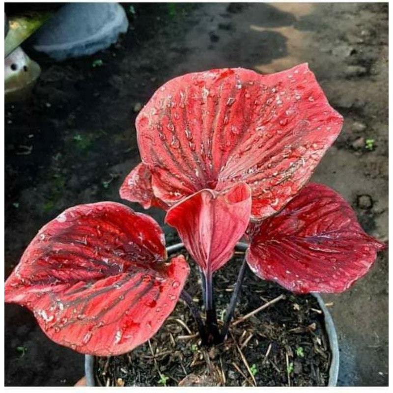 Caladium nagoya/caladium/tanaman hias