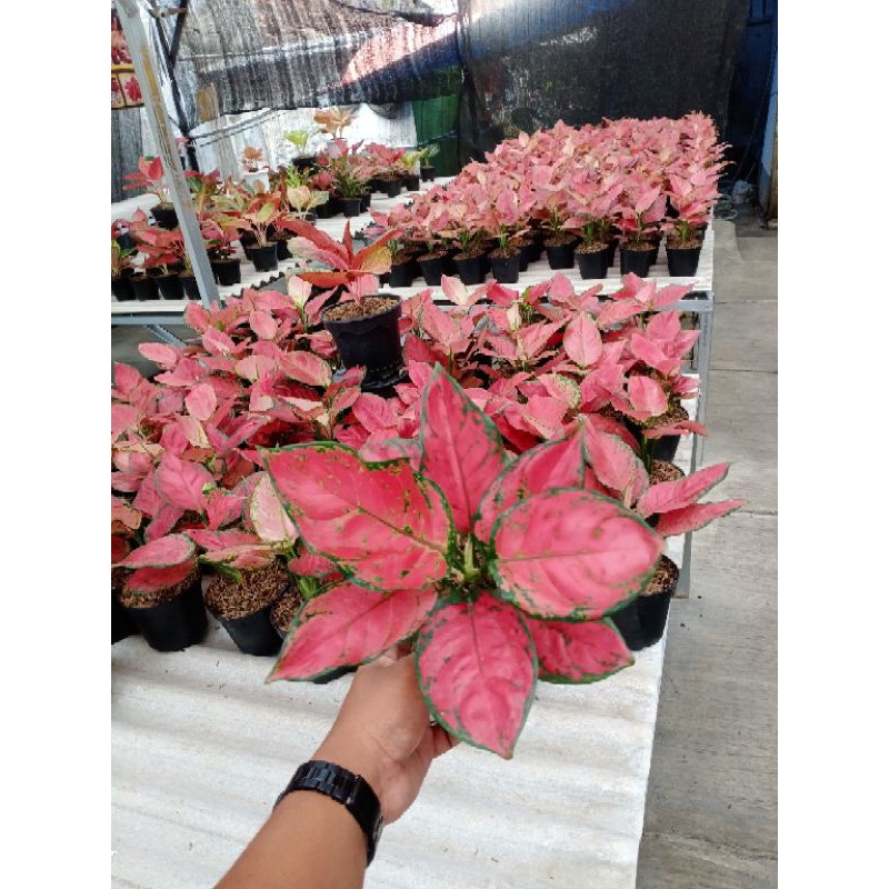 aglaonema red anjamani jumbo besar