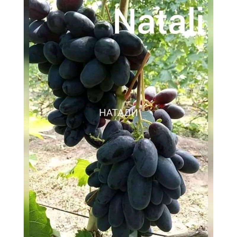 ANGGUR IMPORT NATALIA NINGRAT (GRAPES IMPORT)