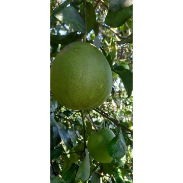 Jual Jeruk Bali Muda per 1 kg