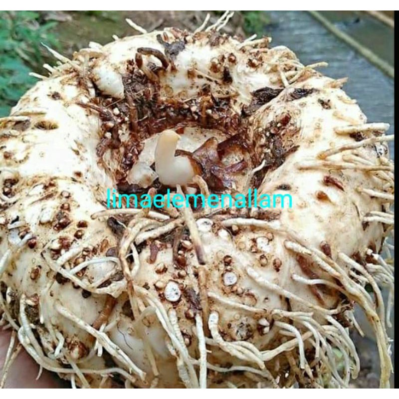 

umbi porang putih atau iles-iles pakan ulo