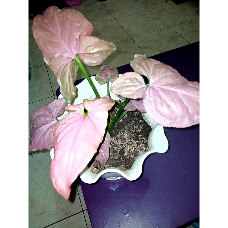 lepas koleksi syngonium / singonium / keladi minyak pink perfection ori 7 daun sesuai foto