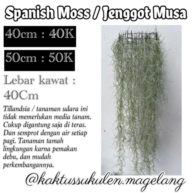 Tanaman Udara | Tillandsia Usneioides | Spanish Moss | Jenggot Musa / Nabi Terakota Mini 40/50cm