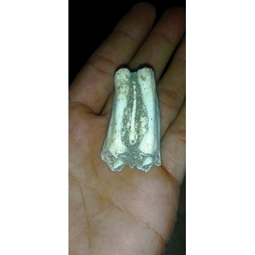 siung warak asli purba karena sudah membatu yg murah kemungkinan siung sapi