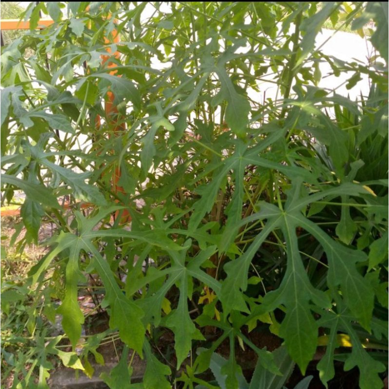 

daun gedi / mustajab segar - sayur khas Manado 100gr