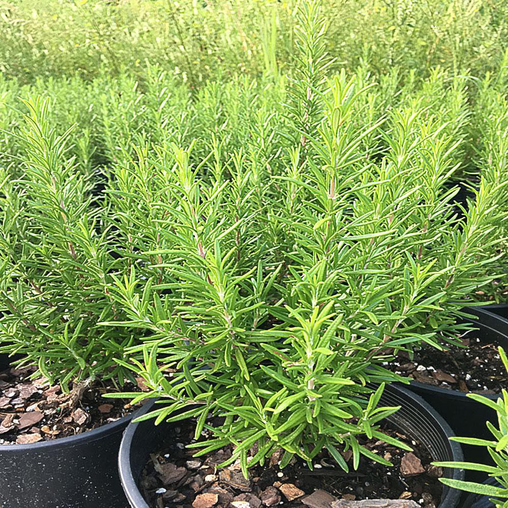 Benih-Bibit Herba Rosemary (Haira Seed)