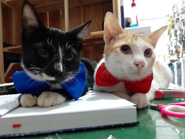 KALUNG DASI EDOTH POLOS / collar / anjing kucing / acc hewan / cat &amp; dog / binatang