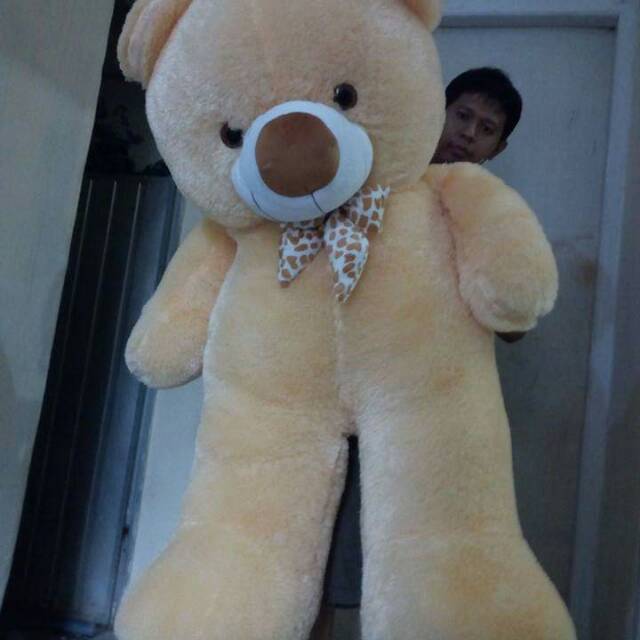 50 teddy bear