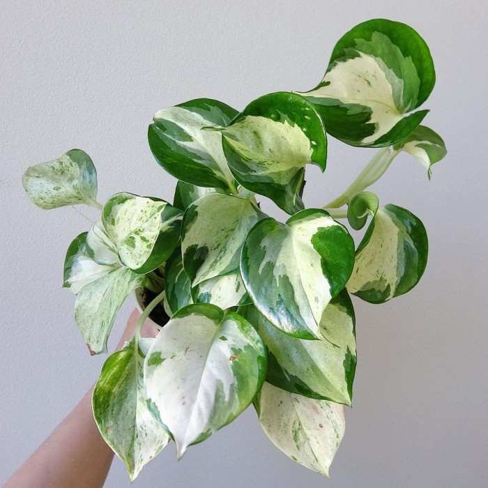 Epipremnum Manjula, Photos Manjula, Sirih Gading Manjula