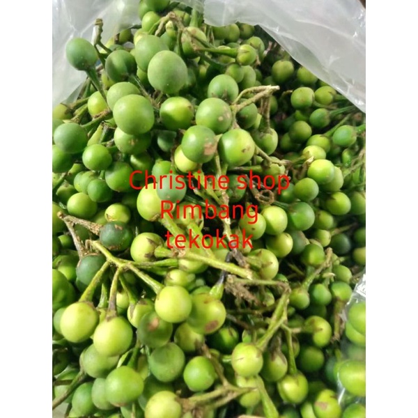 

Rimbang / Tekokak 100 gram