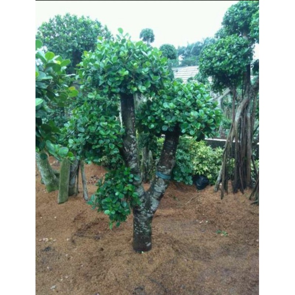 pohon bonsai beringin korea