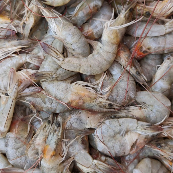 

udang ukuran tengah fresh segar pasar online makassar