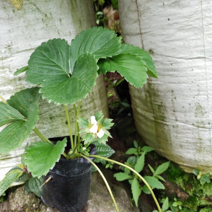 pohon tanaman strawbery korea berbuah dan berbunga bisa cod murah