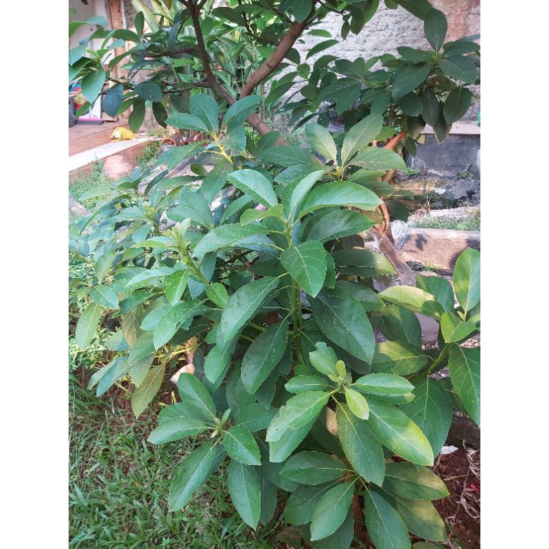 

Daun Alpukat segar per lembar