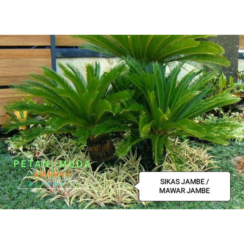 Tanaman sikas/mawar jambe