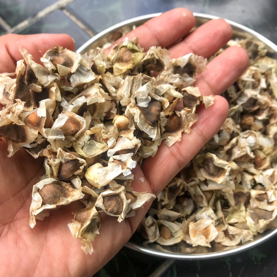 Benih Biji Pohon Kelor 1 kg Kualitas Unggul - Biji Tanaman kelor Herbal  - Biji siap semai daun kelo