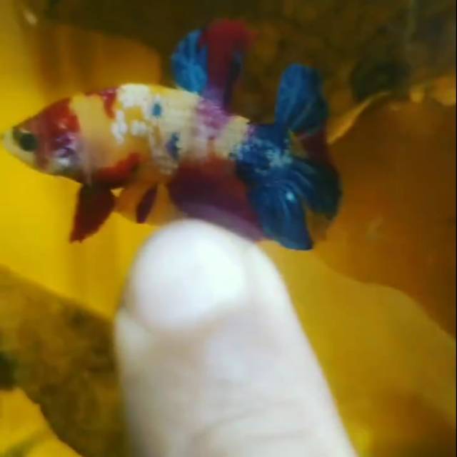 YELLOW BASE MULTICOLOR