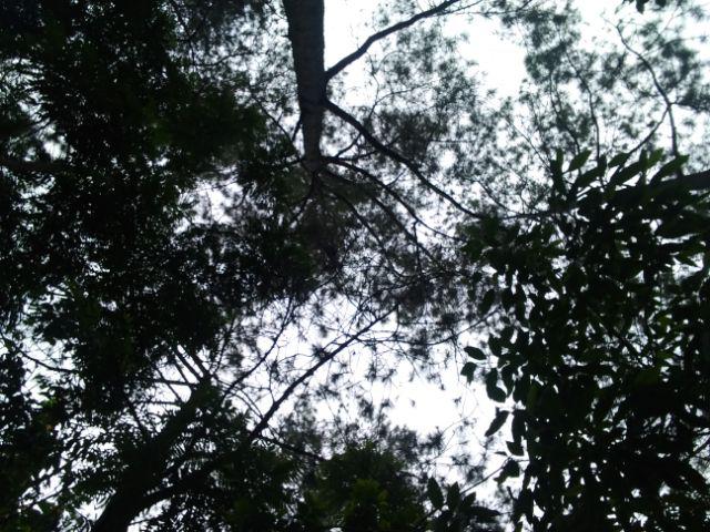 Panci Kukus Steamer Kukusan Dandang Stainless Steel 24 Cm