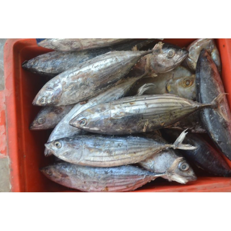 

tongkol cakalang