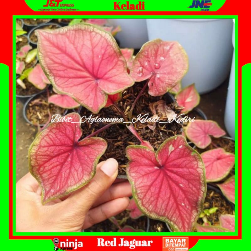Bunga Hidup Kembang Hias Jenis Caladium Red Jaguar Bibit Daun Ganda Red Jaguar Remaja Daun Ganda Jag