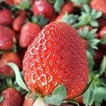 

Buah Strawberry Organik 1 Pack Fresh