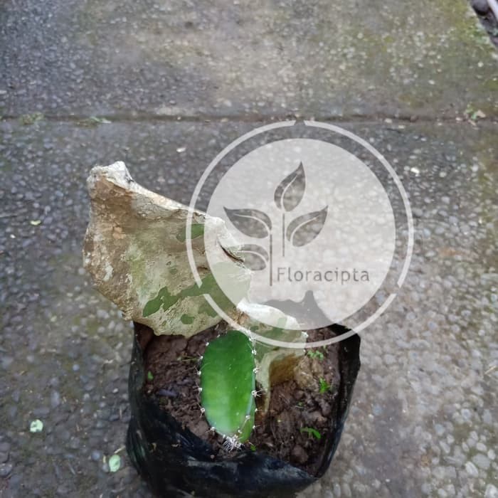 A+ Bibit buah naga kuning - Pohon buah naga kuning